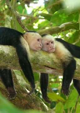 Capuchin Monkey
