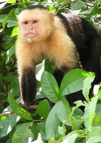 Capuchin Monkey