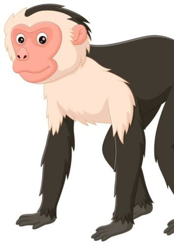 Capuchin Monkey