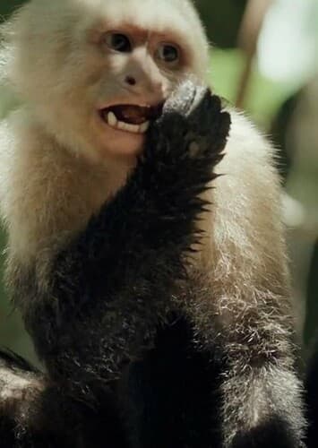 Capuchin Monkey