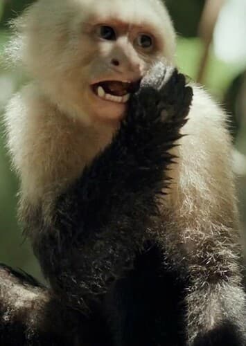 Capuchin Monkey