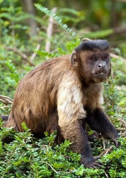 Capuchin Monkey