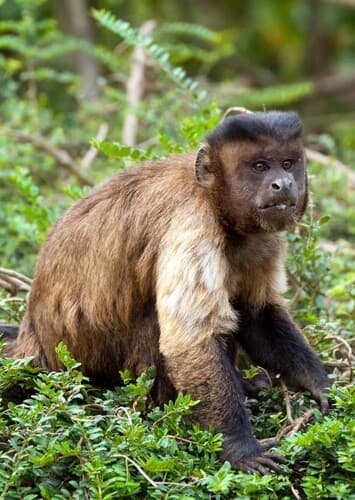 Capuchin Monkey