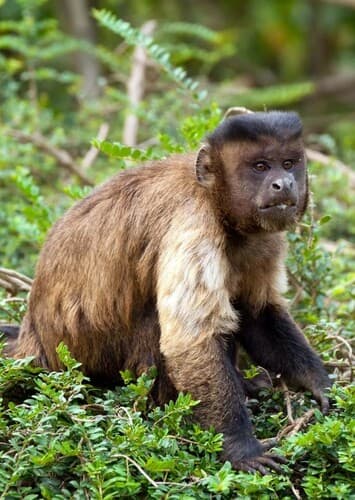 Capuchin Monkey
