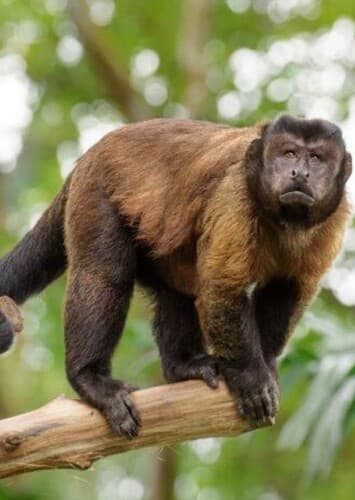Capuchin Monkey