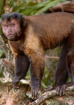Capuchin Monkey