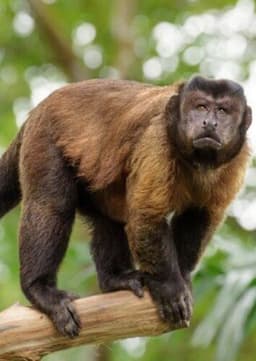Capuchin Monkey