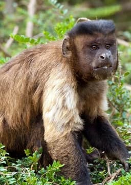 Capuchin Monkey