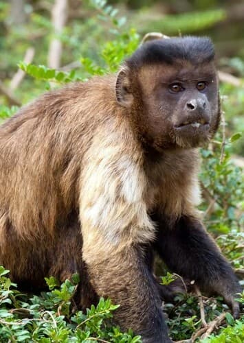 Capuchin Monkey