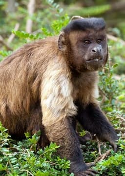Capuchin Monkey