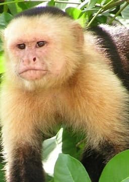 Capuchin Monkey
