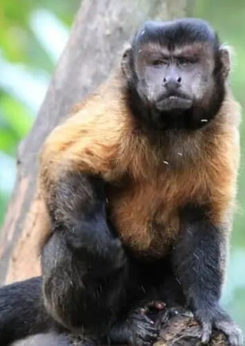 Capuchin Monkey