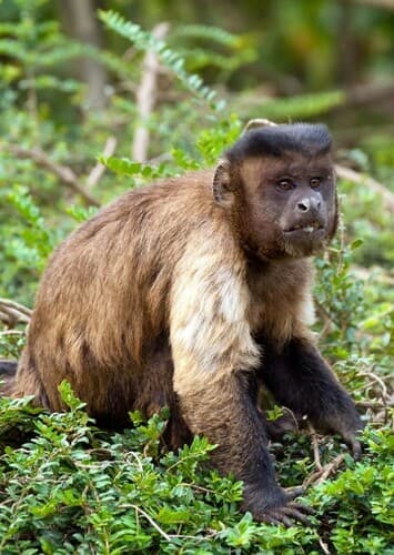 Capuchin Monkey