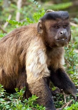 Capuchin Monkey