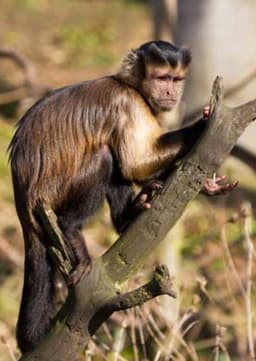 Capuchin Monkey