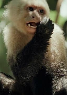 Capuchin Monkey