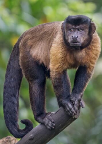 Capuchin Monkey