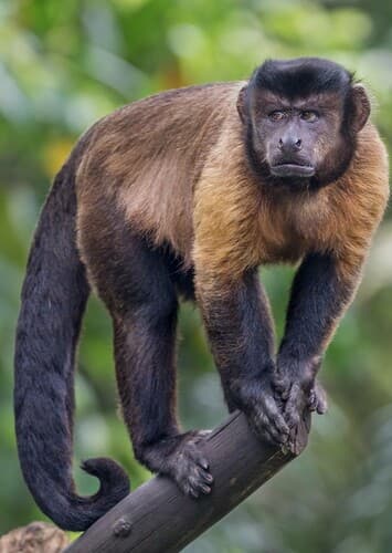 Capuchin Monkey