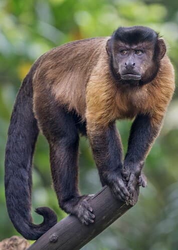 Capuchin Monkey