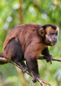 Capuchin Monkey