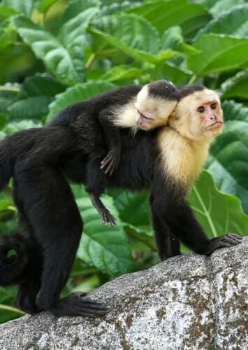 Capuchin Monkey