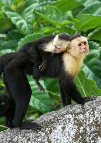 Capuchin Monkey