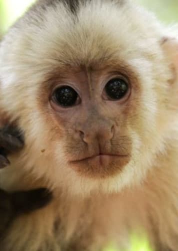 Capuchin Monkey