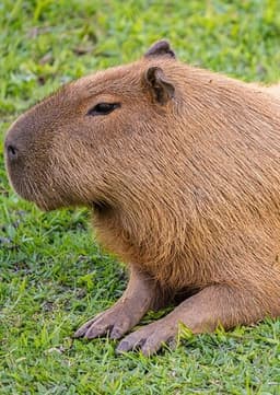 Capybara