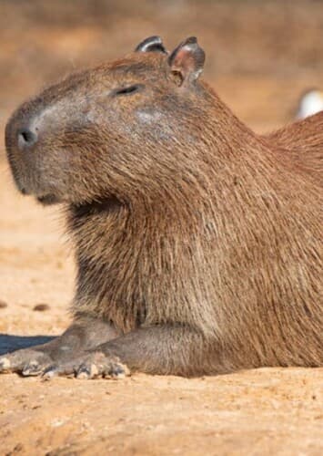 Capybara