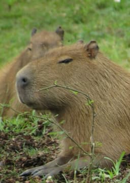 Capybara