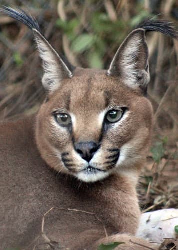 Caracal