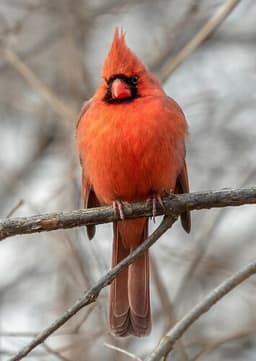 Cardinal