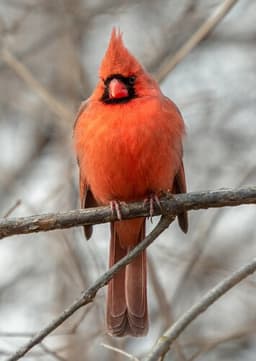 Cardinal