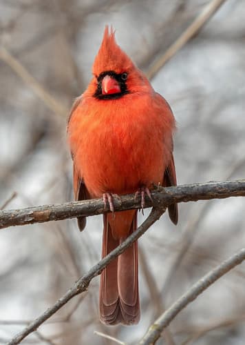 Cardinal