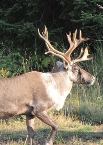 Caribou