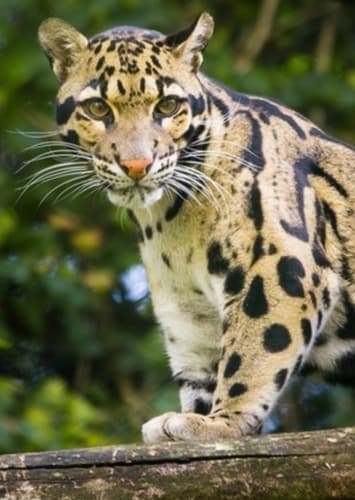 Carl The Clouded Leopard