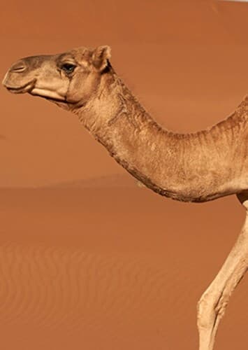 Carlos the Camel