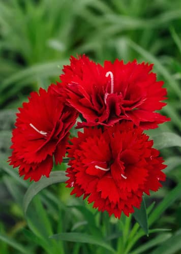 Carnation (Generic)