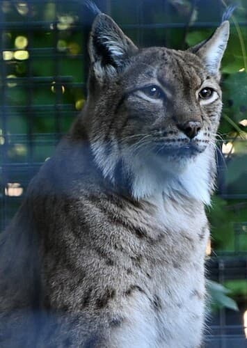 Carpathian Lynx