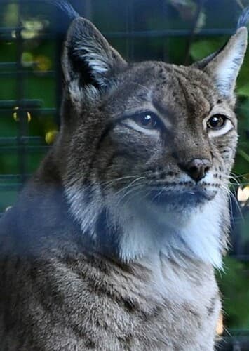 Carpathian Lynx