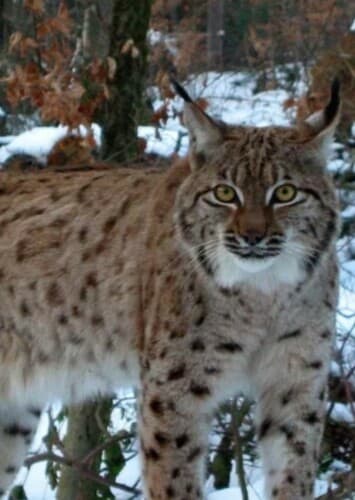 Carpathian Lynx
