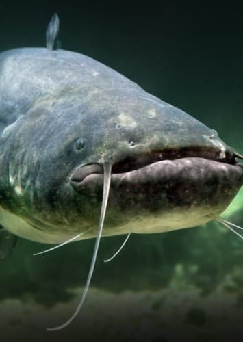 Catfish