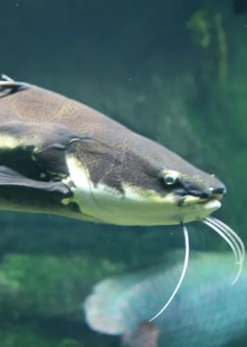 Catfish