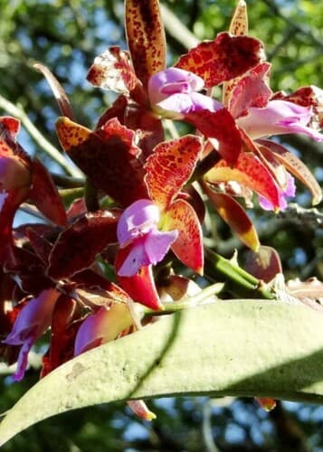Cattleya
