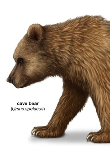 Cave Bear