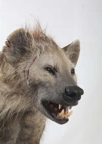 Cave Hyena