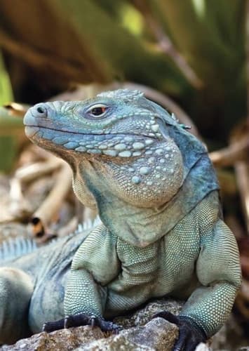 Cayman Iguana