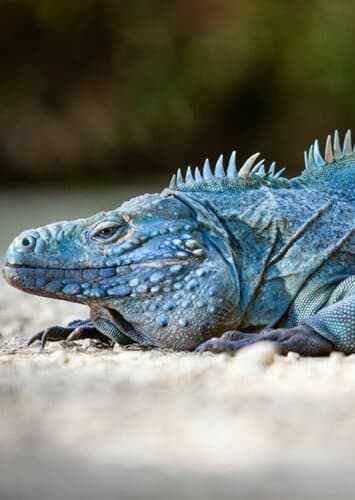 Cayman Iguana