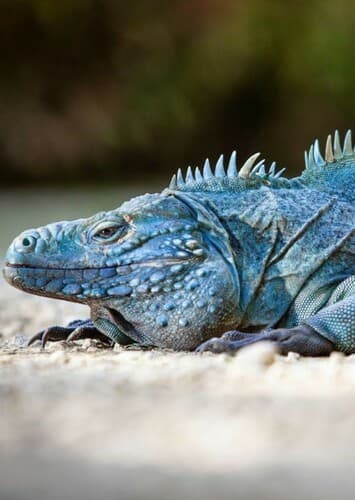 Cayman Iguana