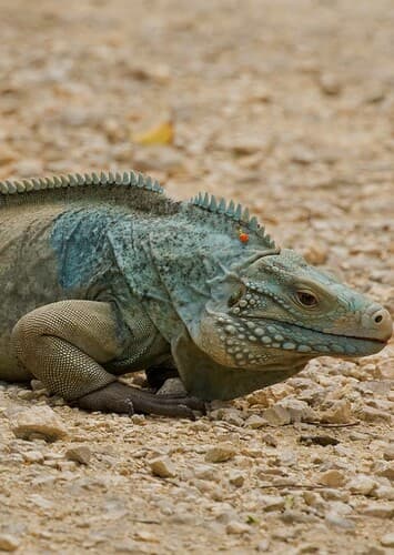 Cayman Iguana